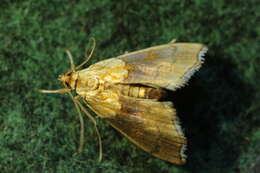 Image of Agrotera nemoralis Scopoli