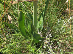 Слика од Brunsvigia undulata F. M. Leight.