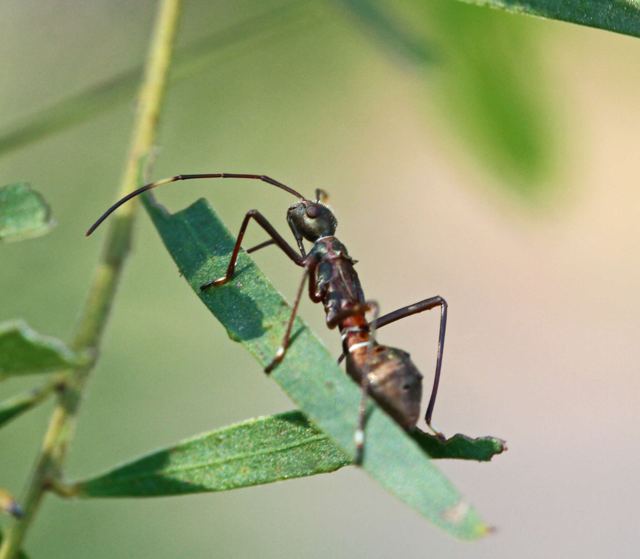 Image of brown bean bug