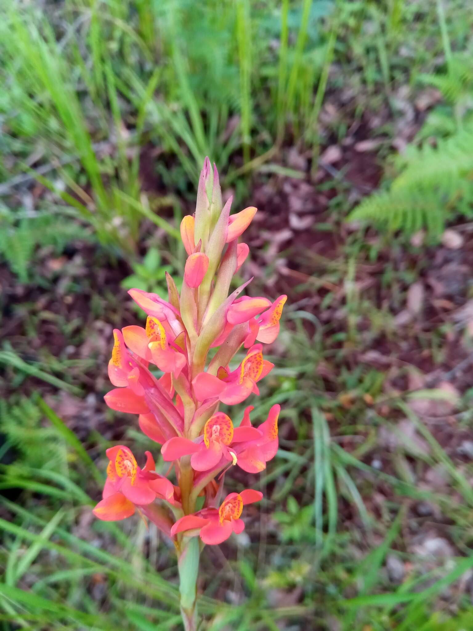 Disa incarnata Lindl. resmi