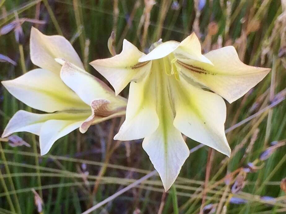 Imagem de Gladiolus tristis L.