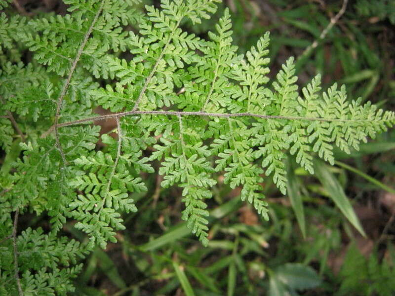 Image of Cheilanthes bergiana Schltdl.