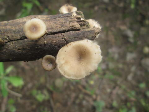 Image de Lentinus flexipes (Fr.) Zmitr. & Kovalenko 2016