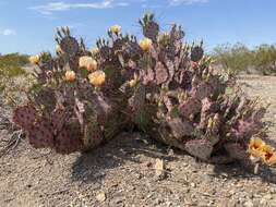 Image of Opuntia azurea var. diplopurpurea