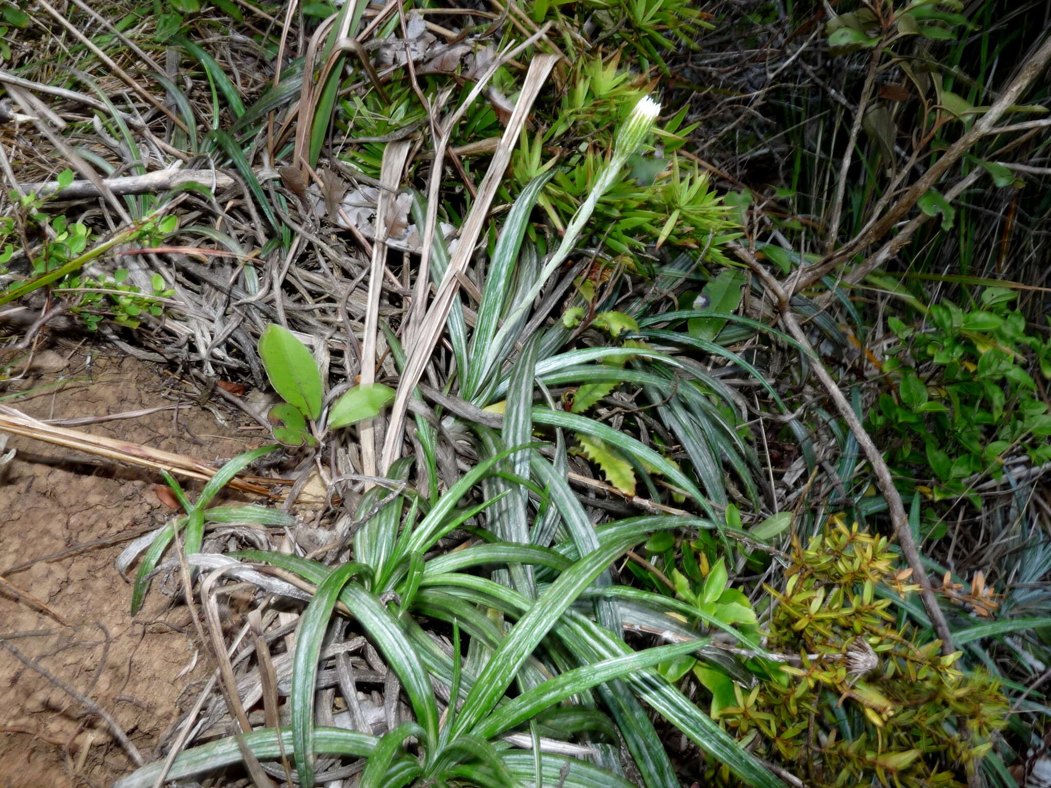 Plancia ëd Celmisia graminifolia Hook. fil.