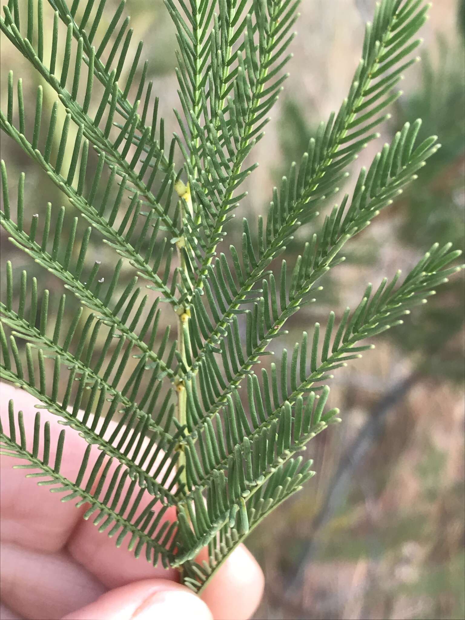 Image of green wattle