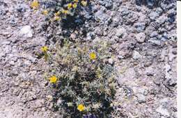 Image of Helianthemum syriacum (Jacq.) Dum.-Courset