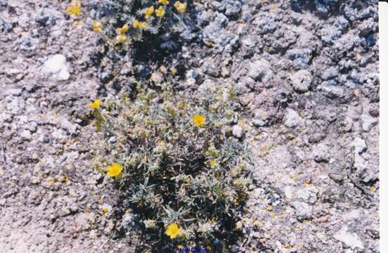 Helianthemum syriacum (Jacq.) Dum.-Courset resmi