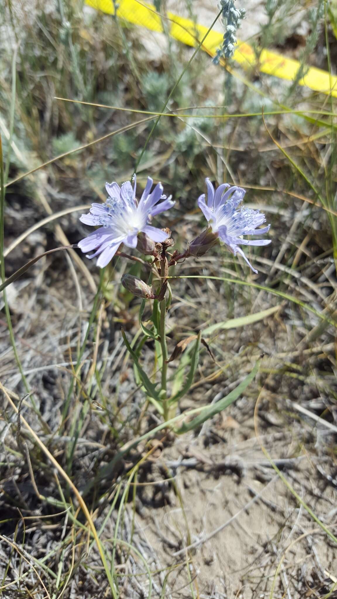 صورة Lactuca pulchella (Pursh) DC.