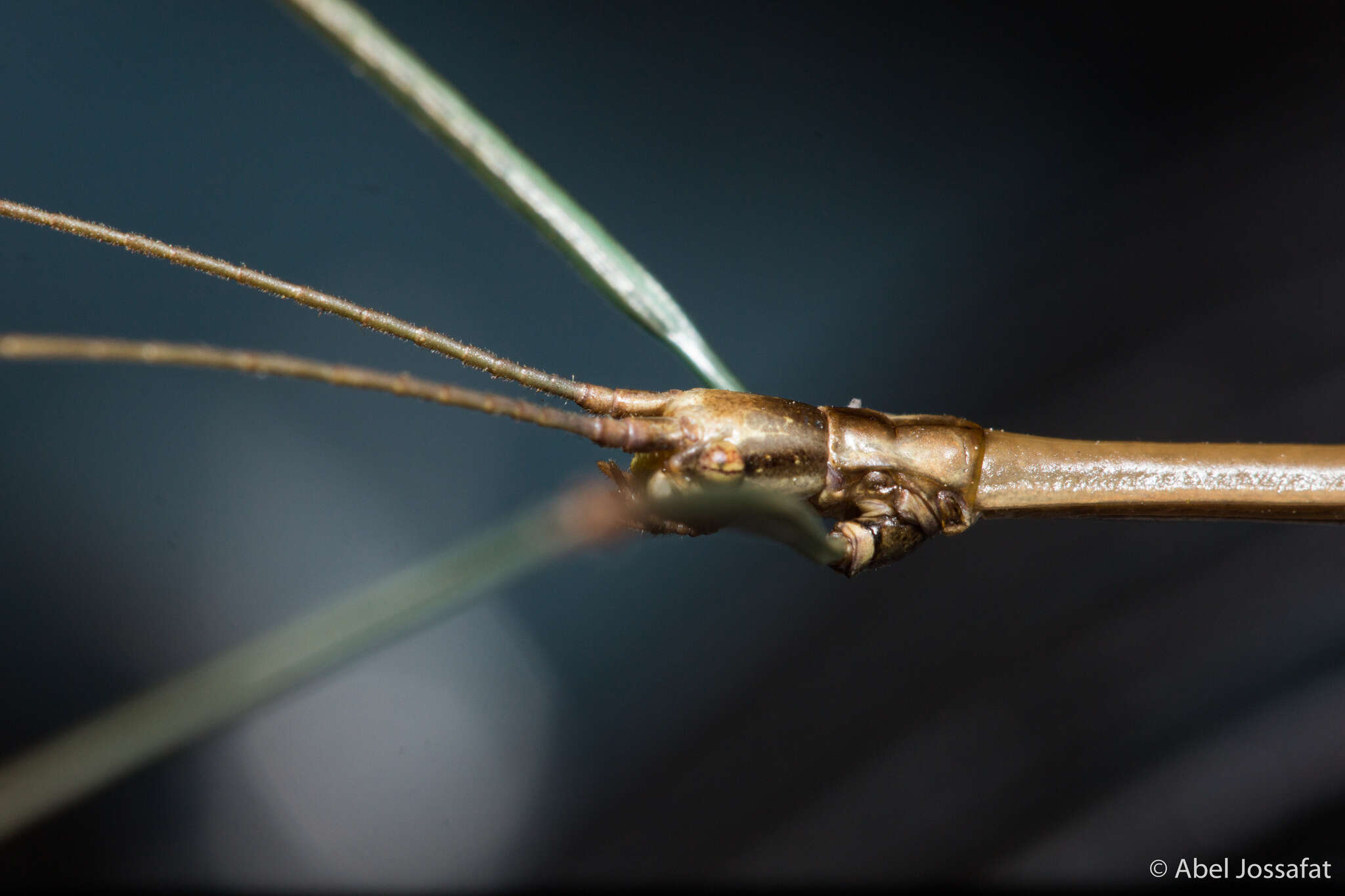 Diapheromera (Diapheromera) calcarata (Burmeister 1838) resmi