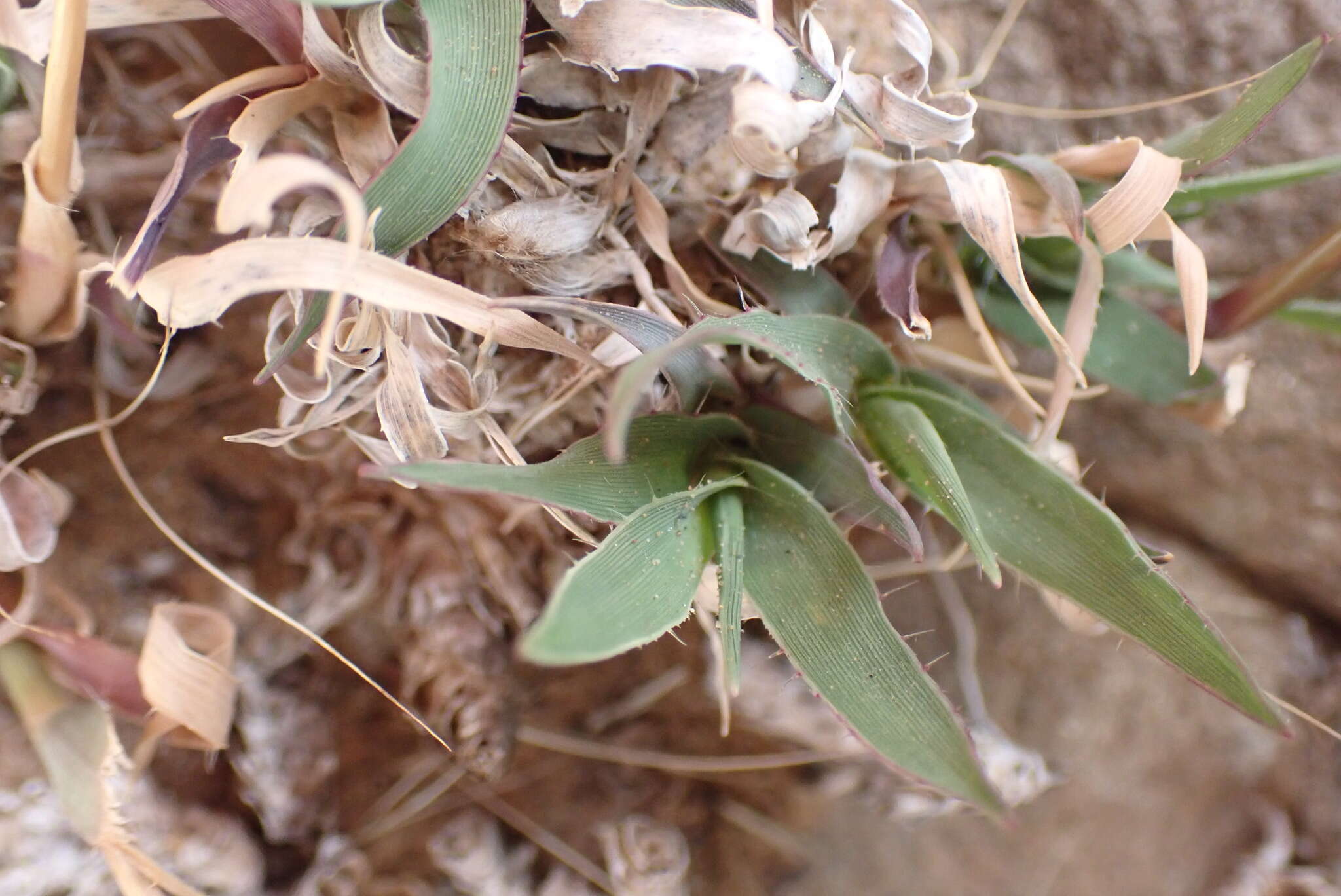 Image of Tragus koelerioides Asch.