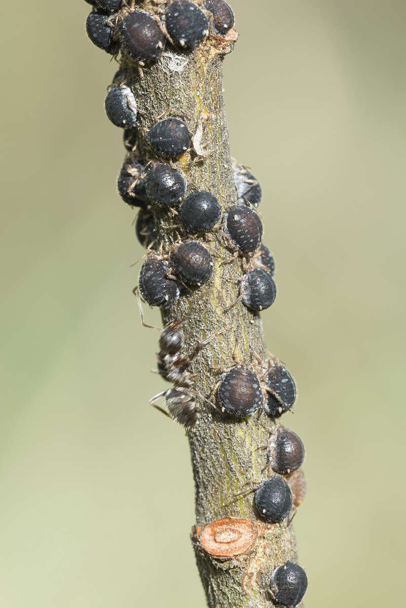 Image of Aphid