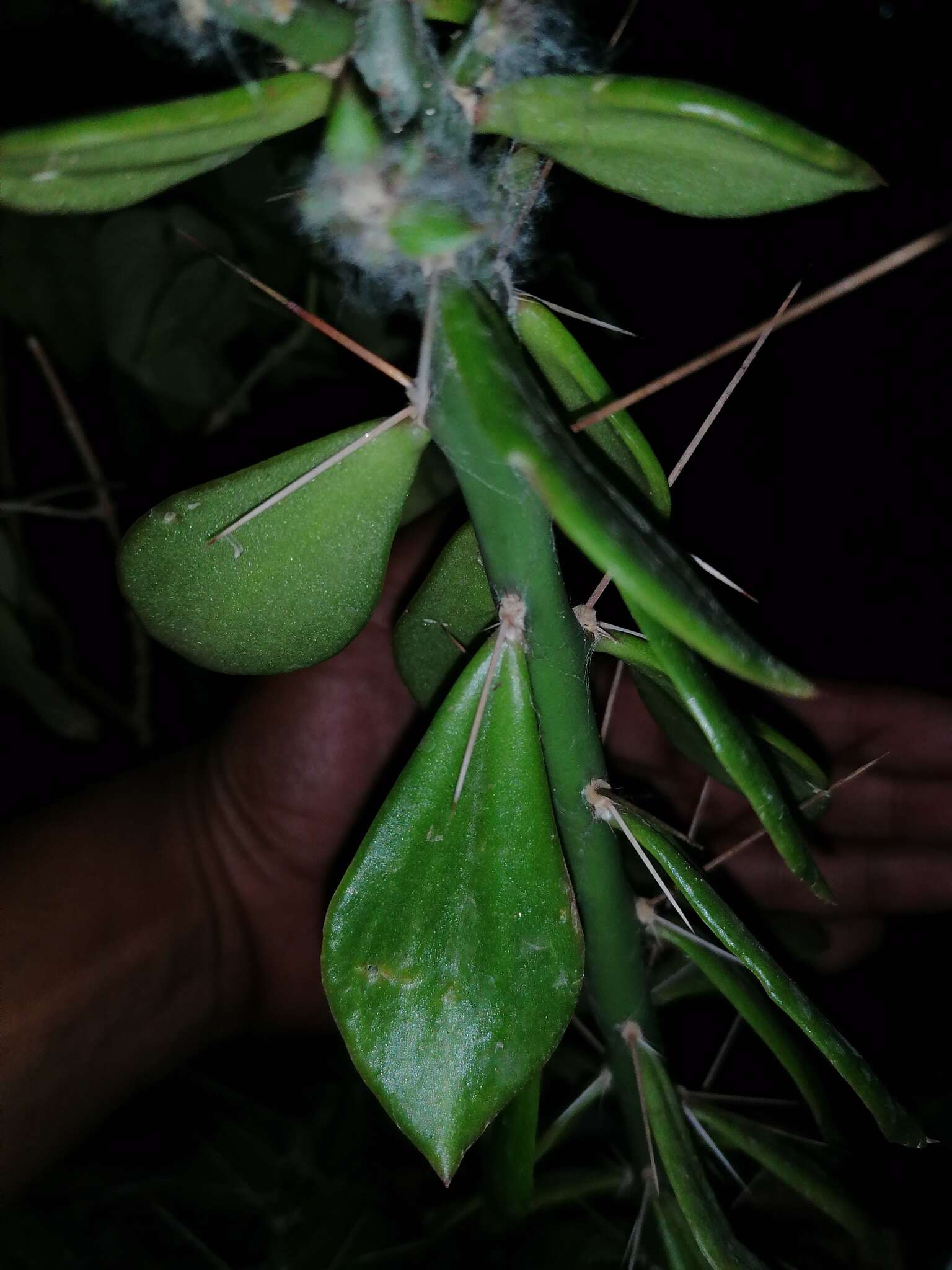 Image of Pereskiopsis kellermanii Rose