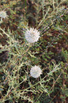 Image of Indian Globe Thistle