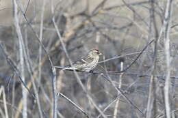 Image of Acanthis flammea rostrata (Coues 1861)