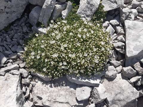 Image of Cerastium dinaricum G. Beck & Szysz.