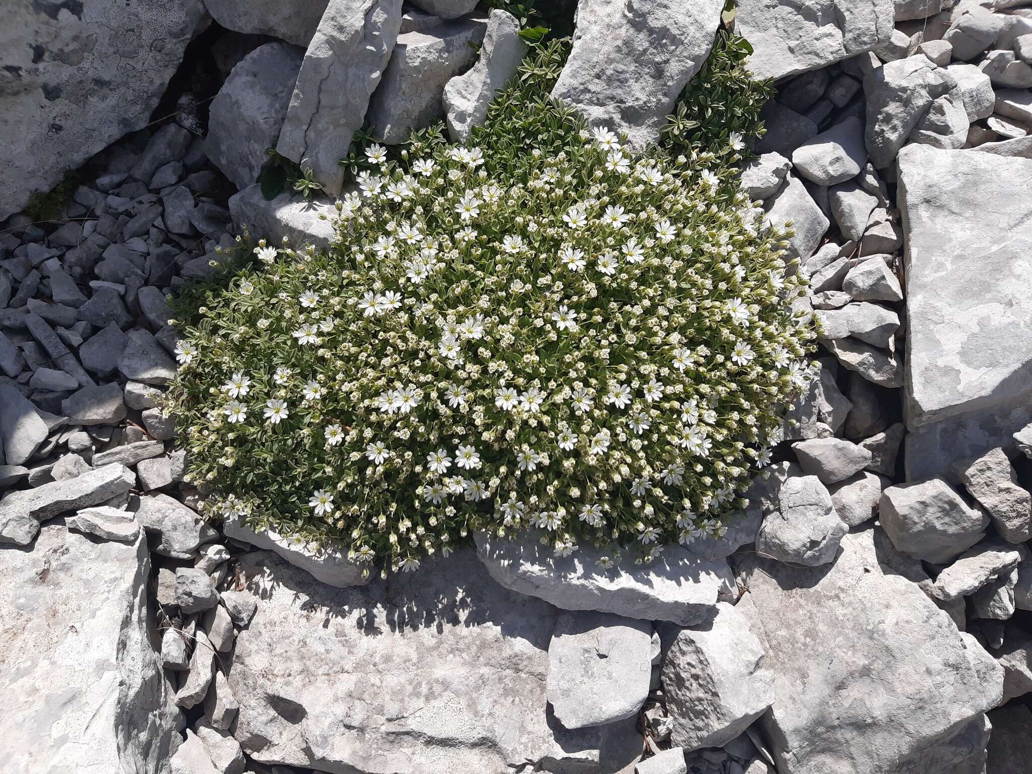 Imagem de Cerastium dinaricum G. Beck & Szysz.