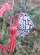 Image of Stugeta bowkeri tearei