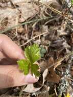 Image of piedmont barren strawberry