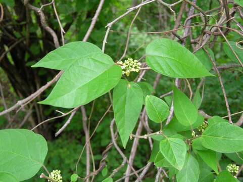 Imagem de Marsdenia astephanoides (A. Gray) R. E. Woodson