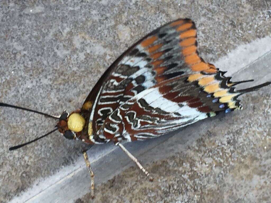 Image of Two-tailed Pasha