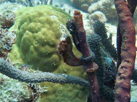 Image of Long-snout Seahorse