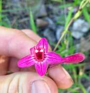 Слика од Penstemon triflorus Heller