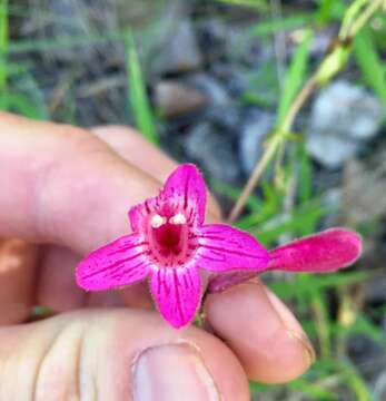 Image of Heller's beardtongue