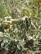 صورة Ramalina fraxinea (L.) Ach.