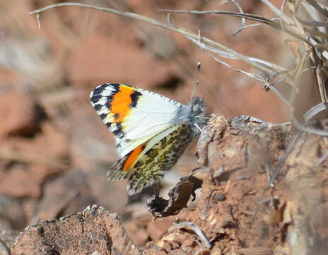 Image de Anthocharis thoosa (Scudder 1878)