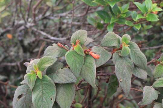 Image of Moussonia strigosa (C. V. Morton) Wiehler