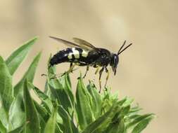 Image of Horse Guard Wasp