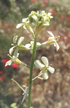 Image of Erysimum crassipes Fisch. & C. A. Mey.