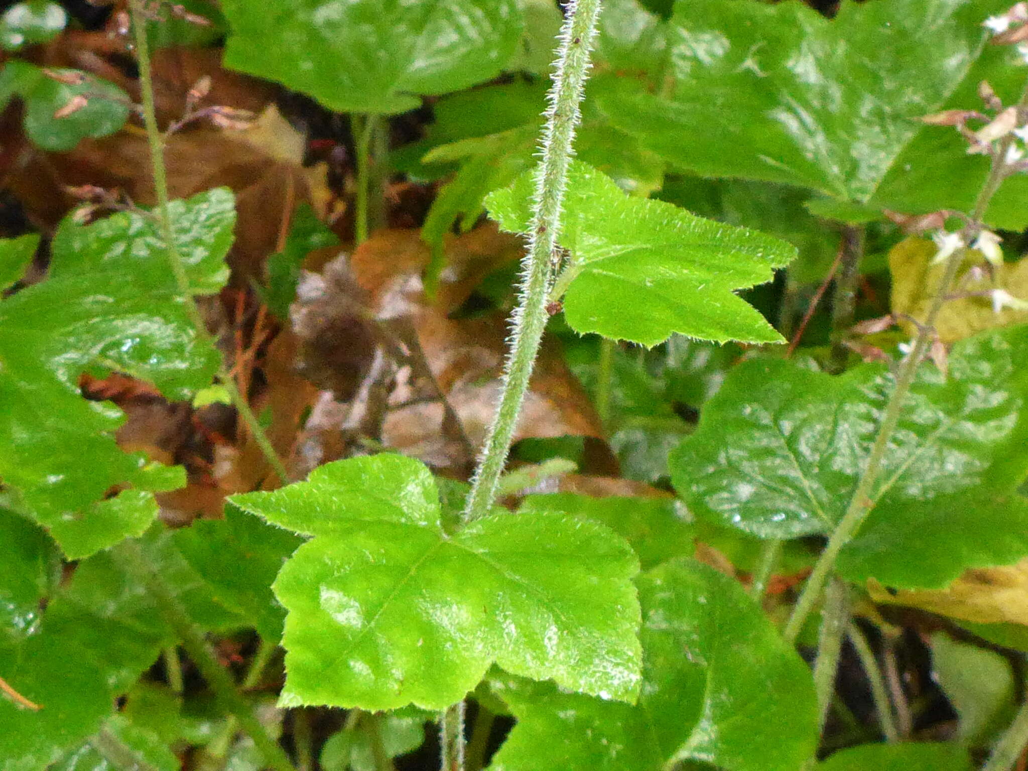 Imagem de Tiarella trifoliata L.