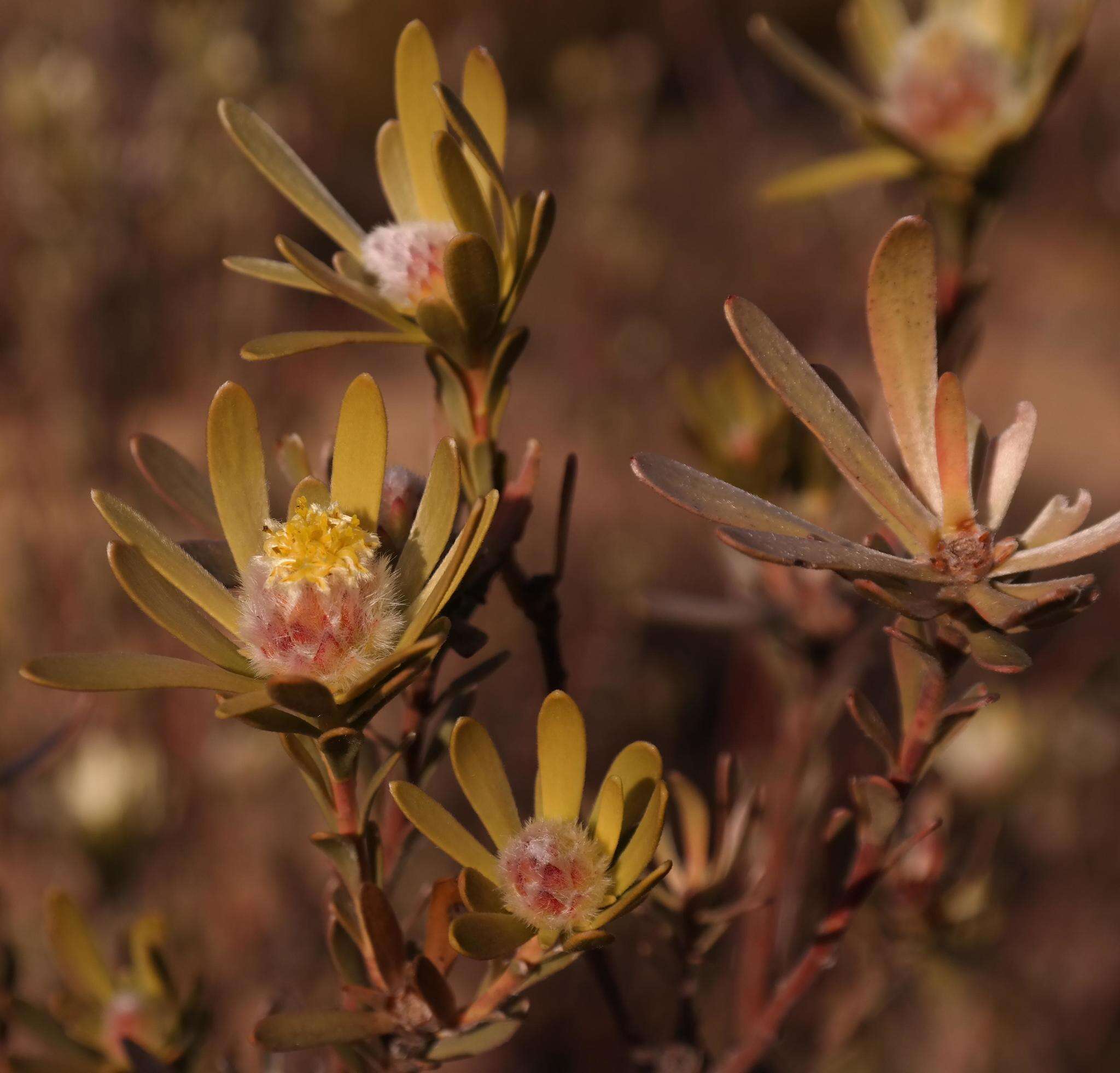 Image de Leucadendron nitidum Buek ex Meissn.