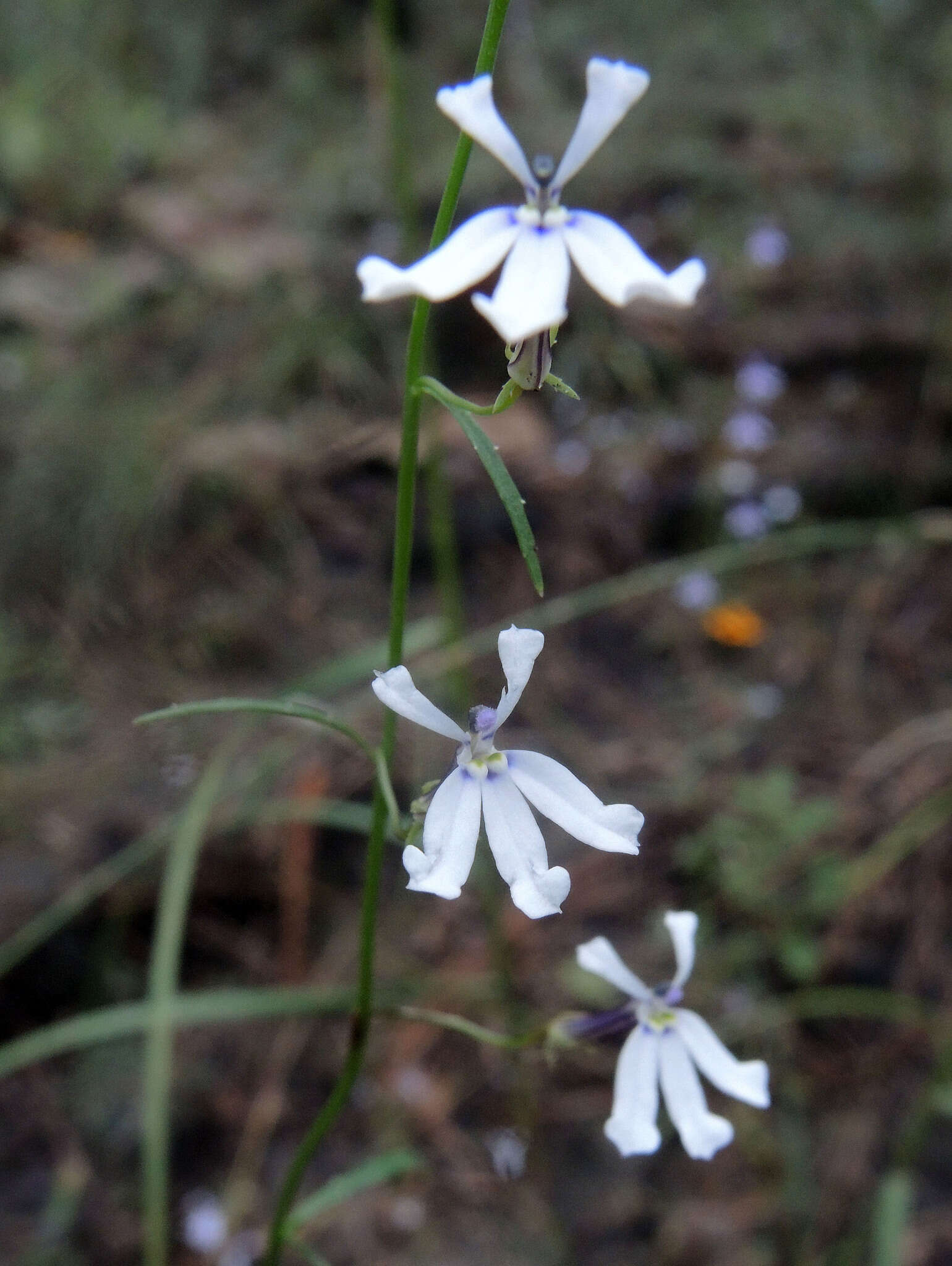 Image of Diastatea tenera (A. Gray) McVaugh