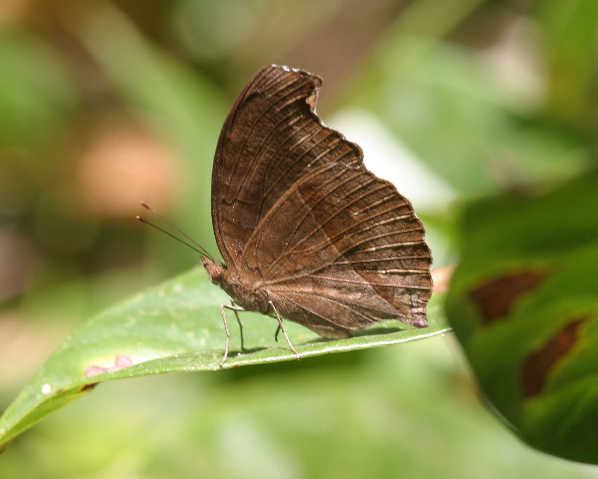 Image of Junonia iphita iphita