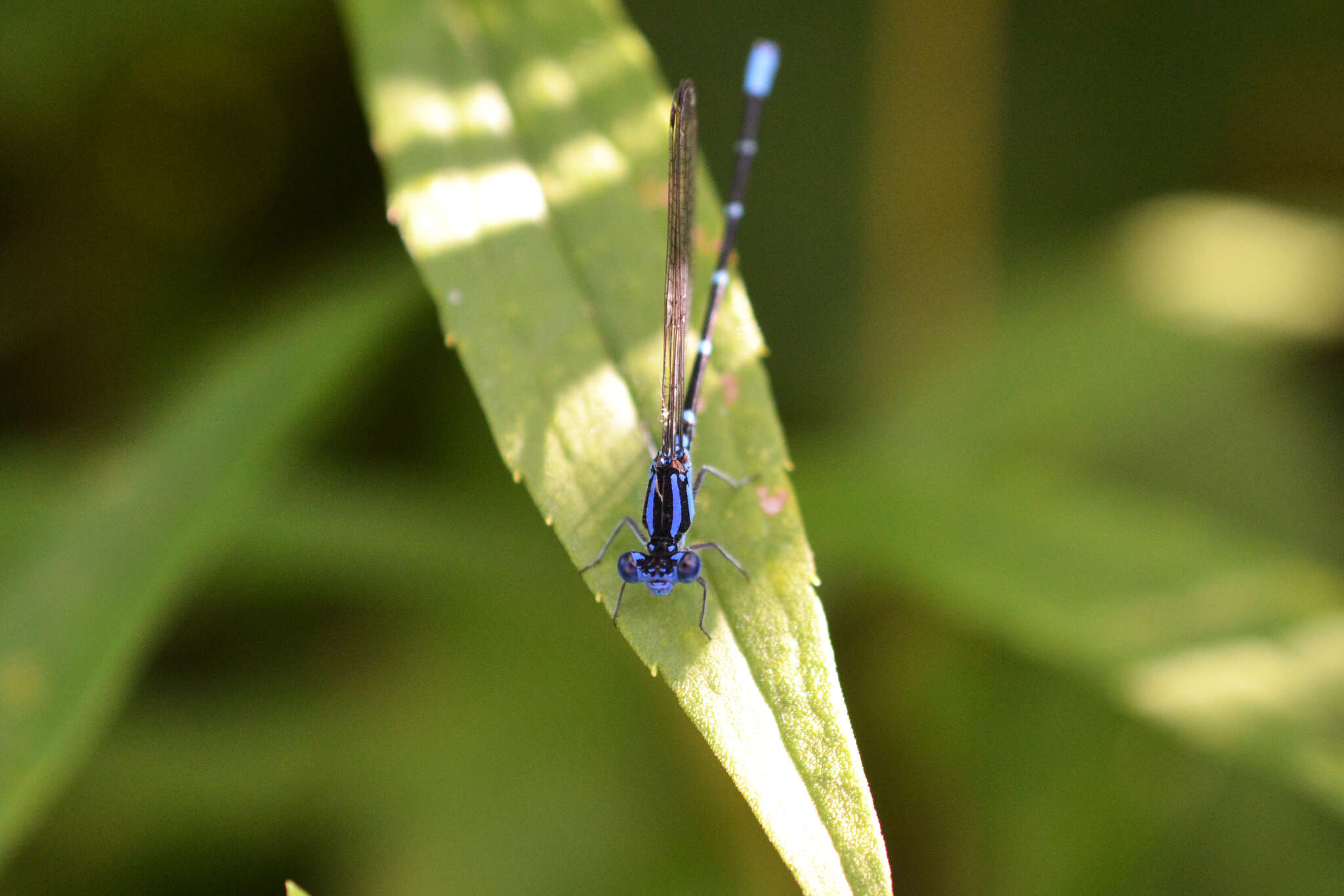 Image of Blue-ringed Dancer