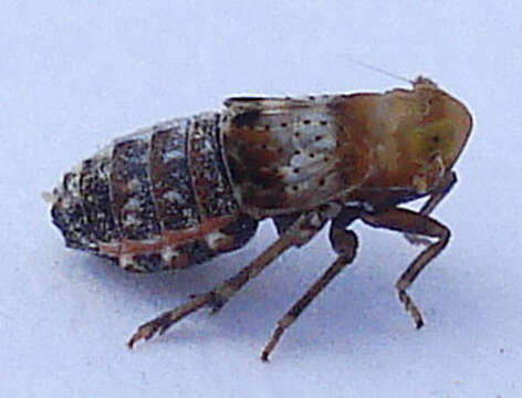 Image of yellowish planthopper
