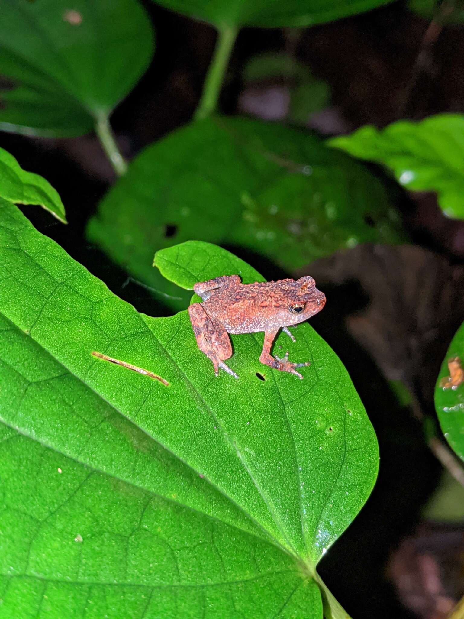 Image of Tornier's Forest Toad