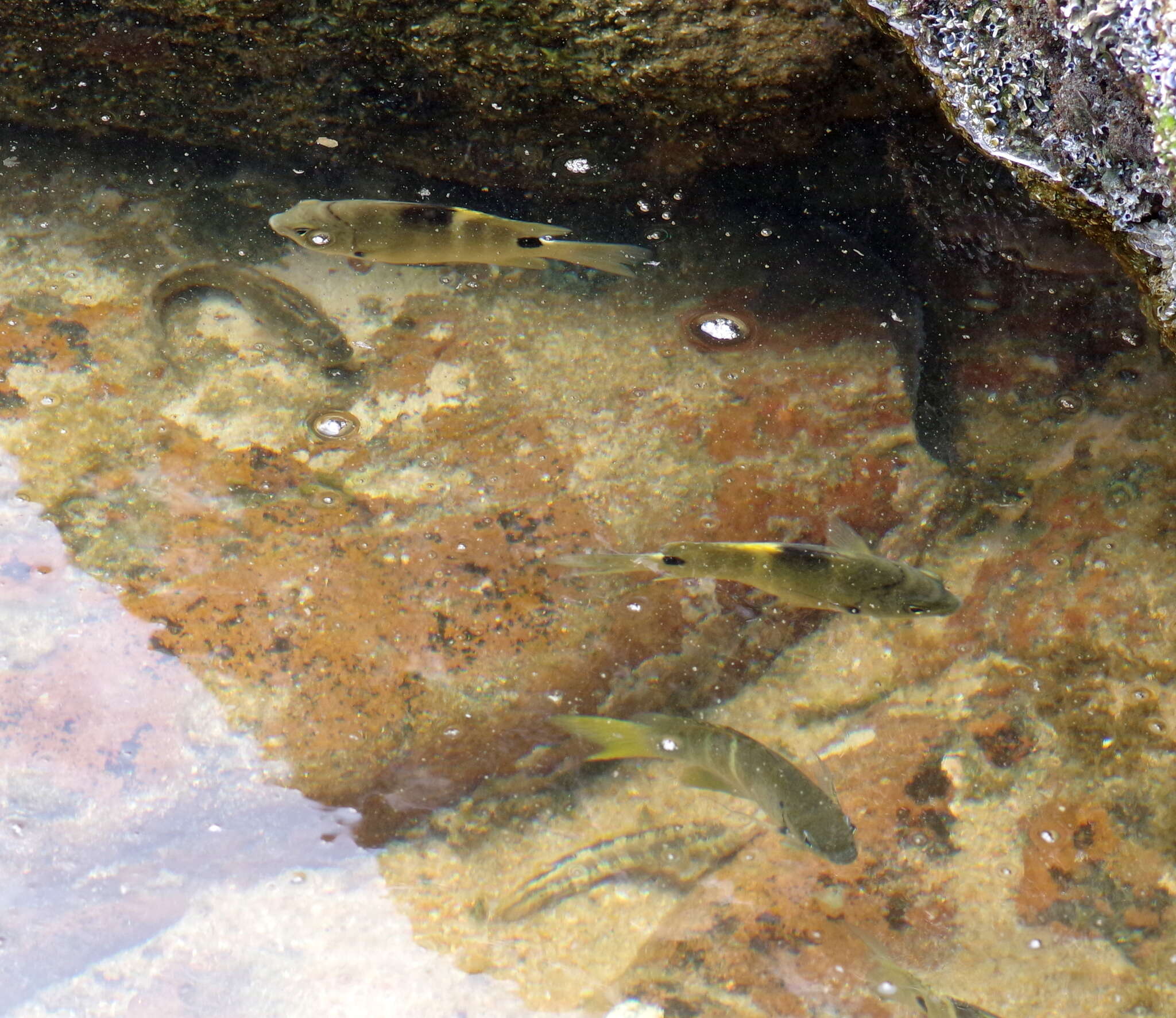 Image of Yellowtail sergeant