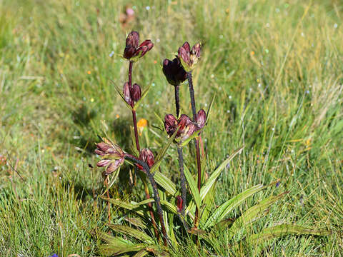 Image of Gentiana purpurea L.