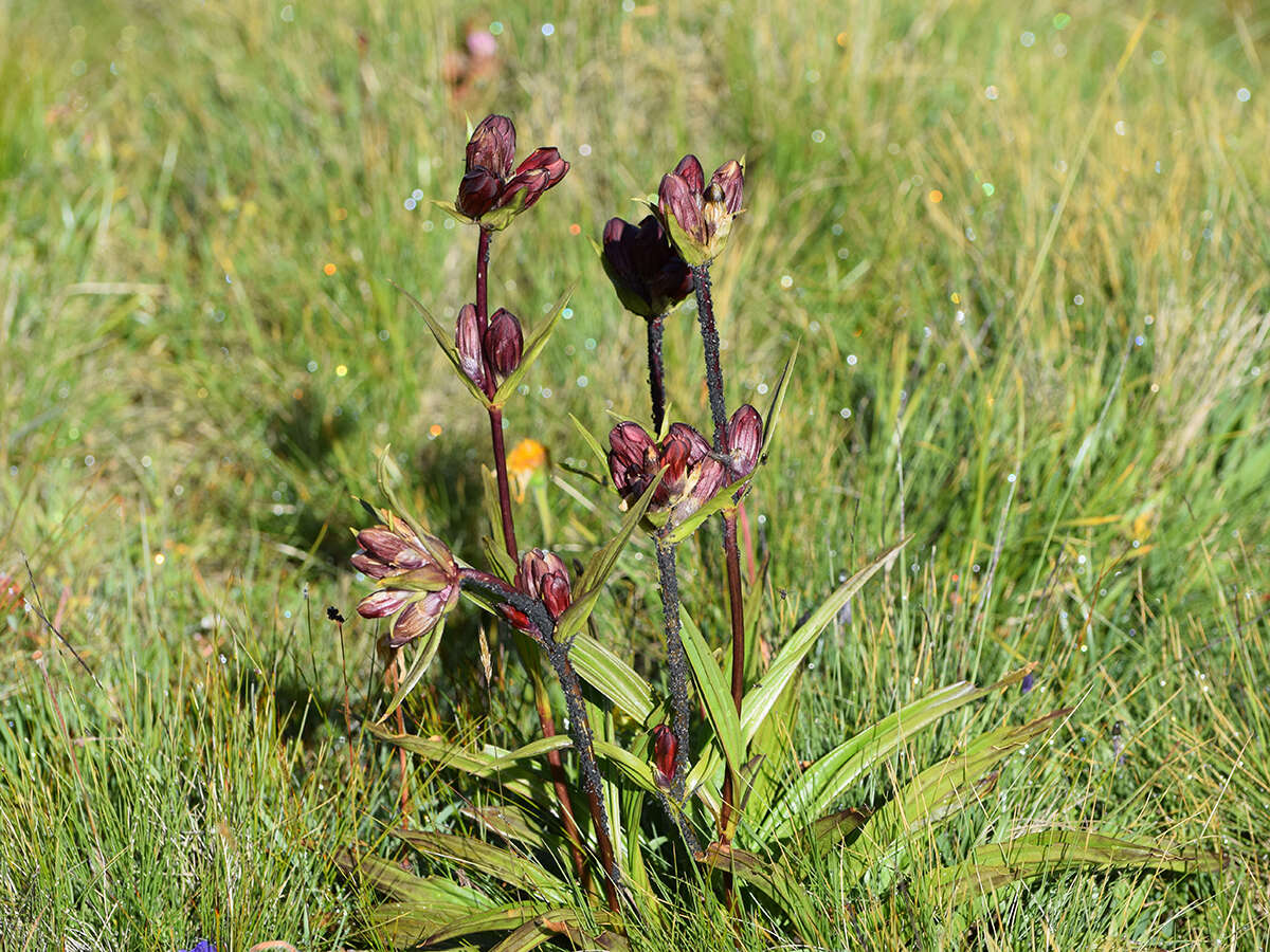 Image of Gentiana purpurea L.