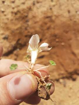 Imagem de Oxalis grammopetala Sond.