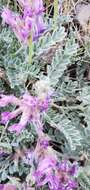 Image of bent milkvetch