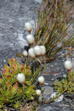 Imagem de Edmondia pinifolia (Lam.) Hilliard