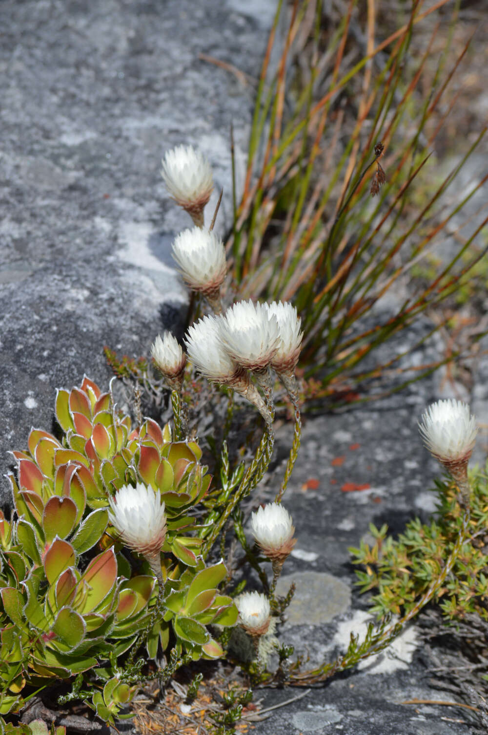 Image of Wingseed Scaly Sewejaartjie