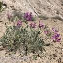 Image of Bessey's locoweed