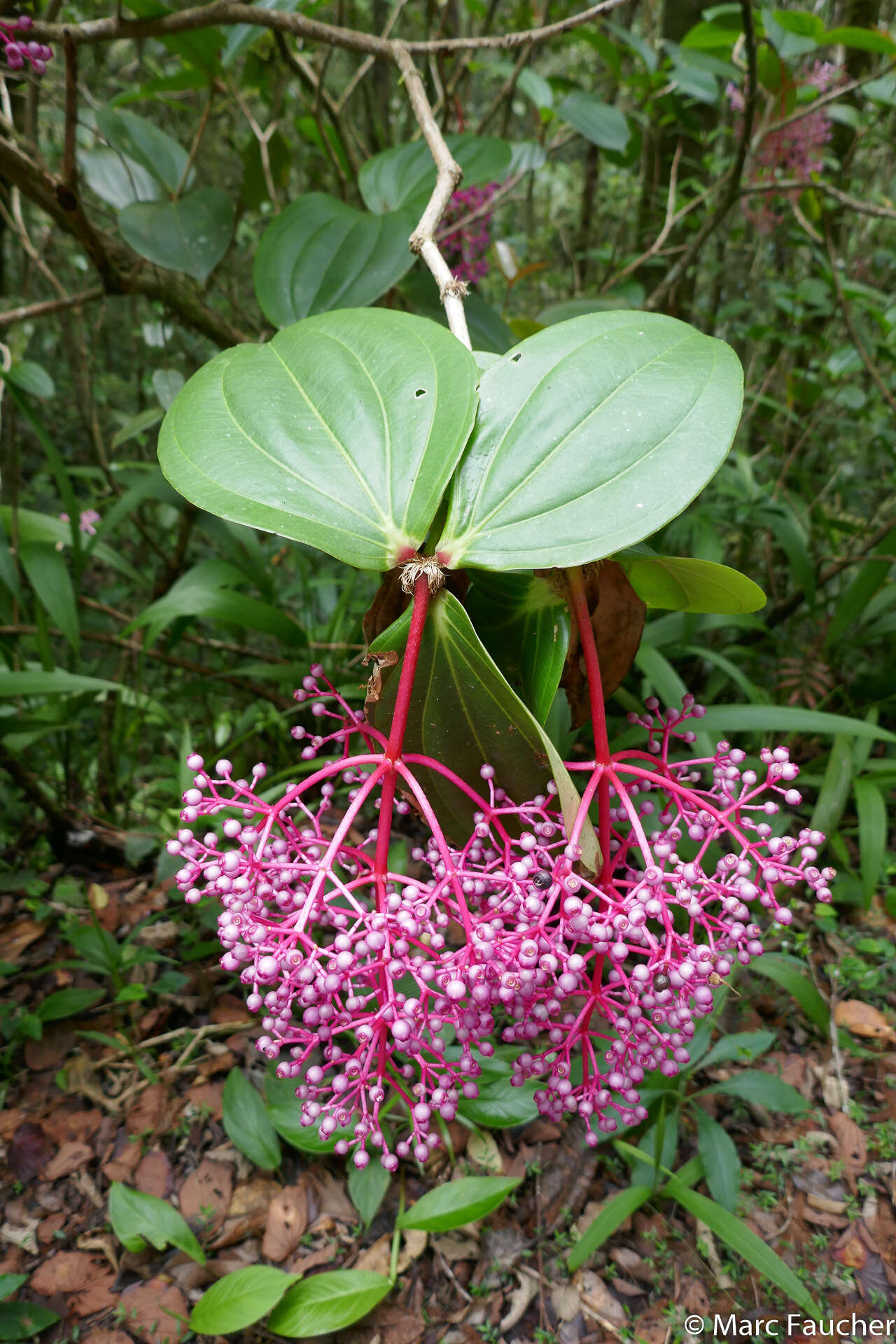 Image of Medinilla speciosa (Reinw. ex Bl.) Bl.