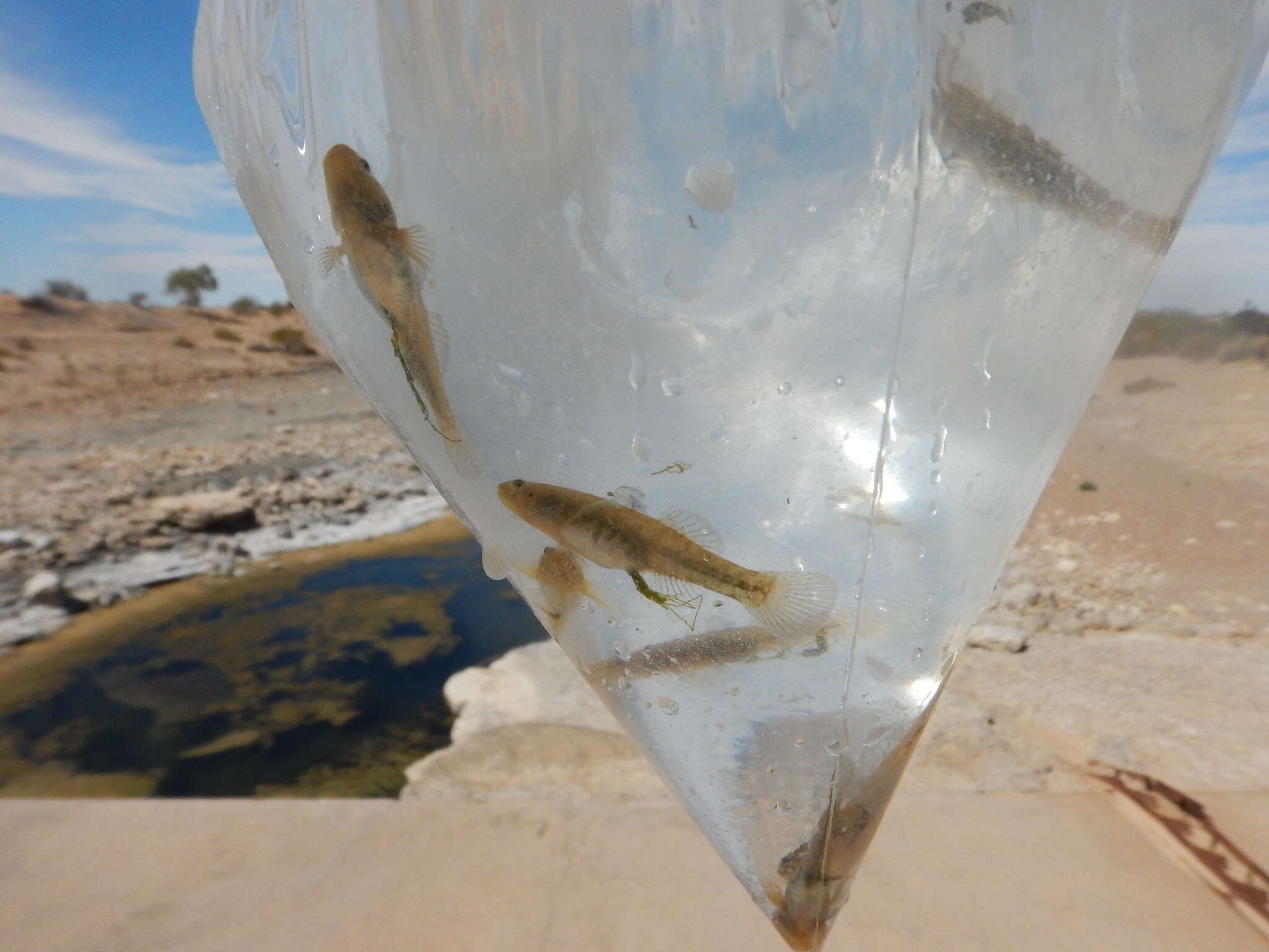 صورة Chlamydogobius